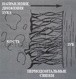 перемещение зубов перемещение зубов