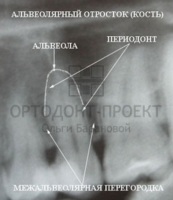 строение зубов строение зубов